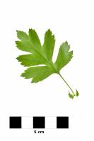 Aubépine - feuille sur fond blanc (Crataegus monogyna)